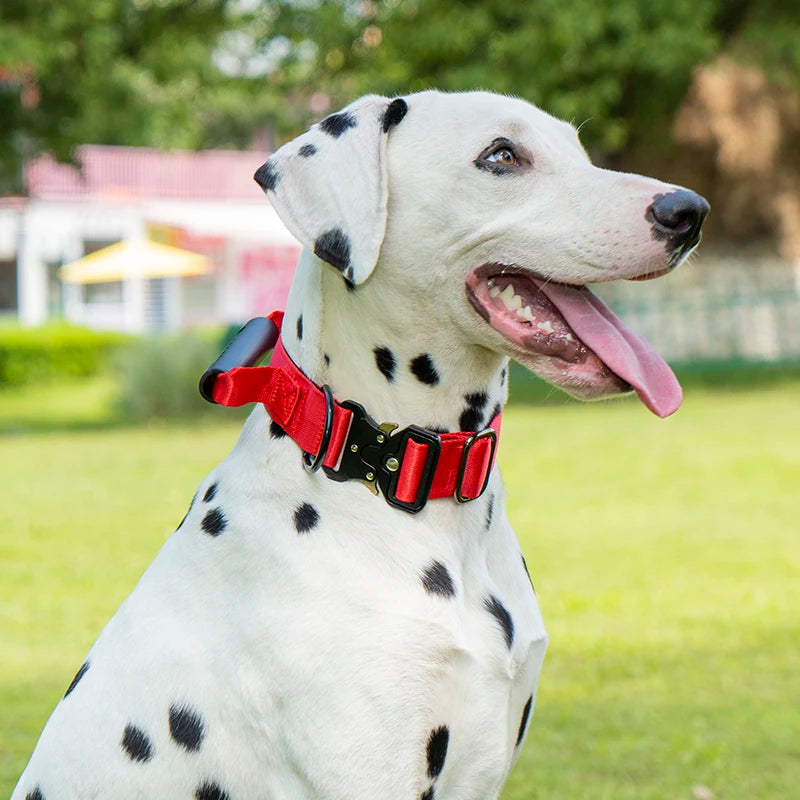 A white dog with black spots wearing a red tactical collar outdoors.