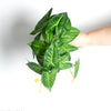 Realistic Artificial Monstera Potted Plant