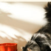 Ceramic Slow Feeder Bowl for Cats and Small Dogs