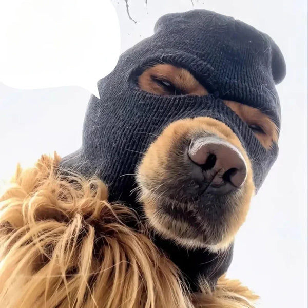 Ein Hund mit einer schwarzen Strickkopfbedeckung oder Maske, der direkt in die Kamera schaut.