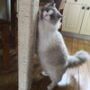 Cuerda de Sisal Natural para Rascadores de Gatos