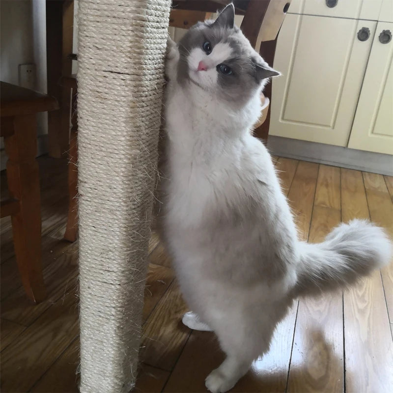 Ein flauschiger grauer Kater schaut aus einer dicken Sisafaser-Kratzpuppe.