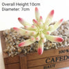 Artificial Succulent Bonsai Plant for Home Decor