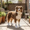 Breathable Anti-Slip Dog Shoes with Adjustable Straps
