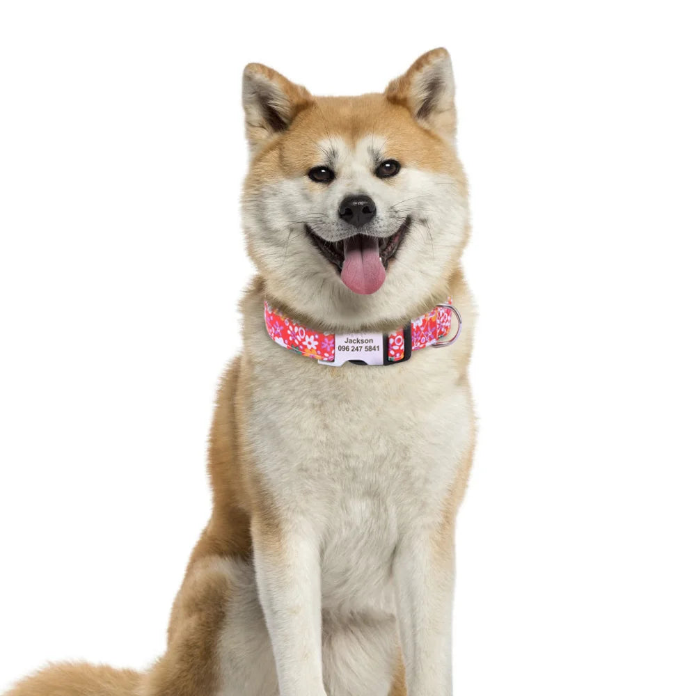 A light brown and white dog is sitting, wearing a pink floral print collar with an engraved name tag.
