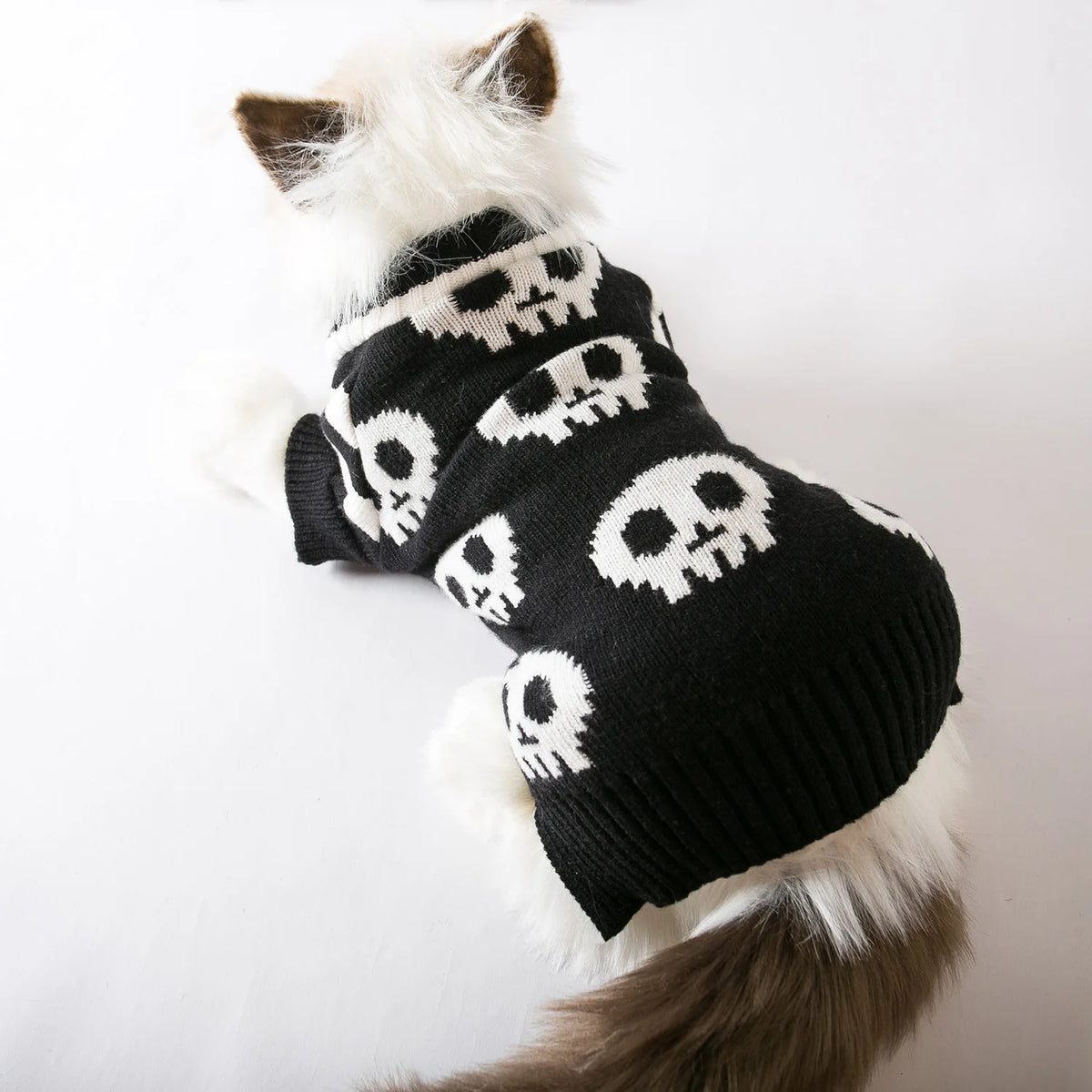 A white and black knitted sweater with skull patterns worn by a fluffy pet cat.