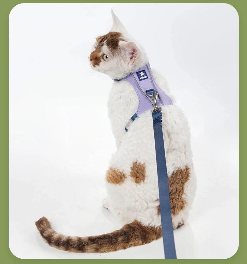 A fluffy, brown and white cat wearing a purple harness and leash set.