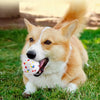 A fluffy orange and white dog is lying down in green grass with a small ball in its mouth.