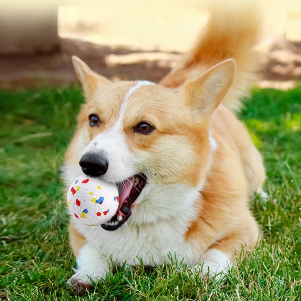 A fluffy orange and white dog is lying down in green grass with a small ball in its mouth.