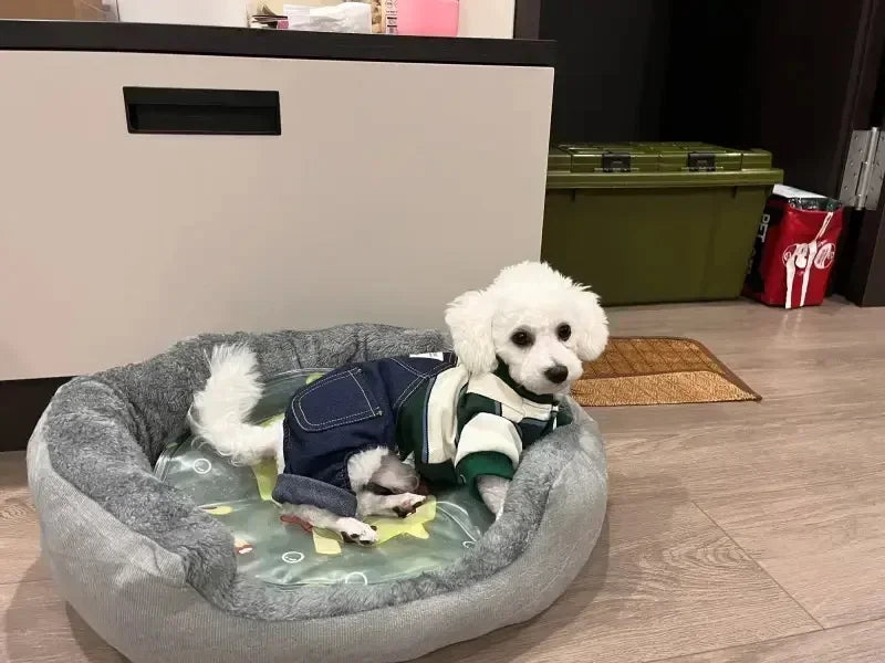 Cozy Plush Dog Bed with Soft Cotton Cover