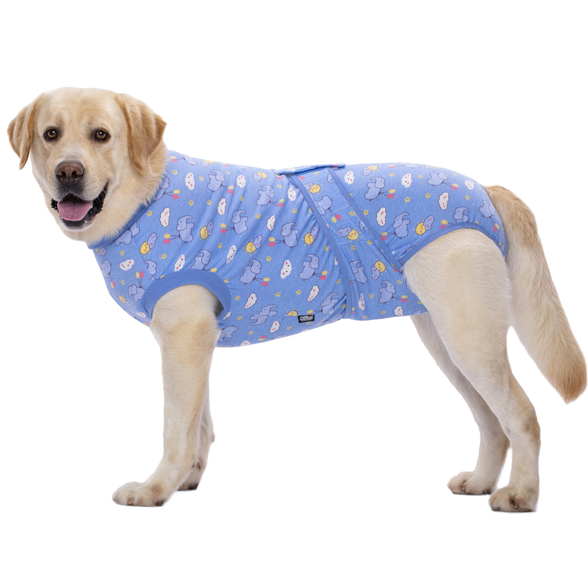 A light-colored dog wearing a blue patterned recovery suit.
