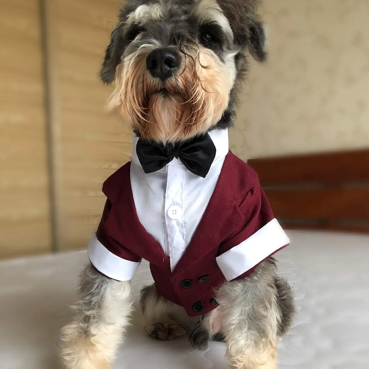 A small dog wearing a classic tuxedo outfit with a black bow tie and maroon vest.