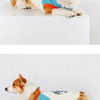 A small, fluffy dog wearing a light beige and blue Korean style vest shirt.