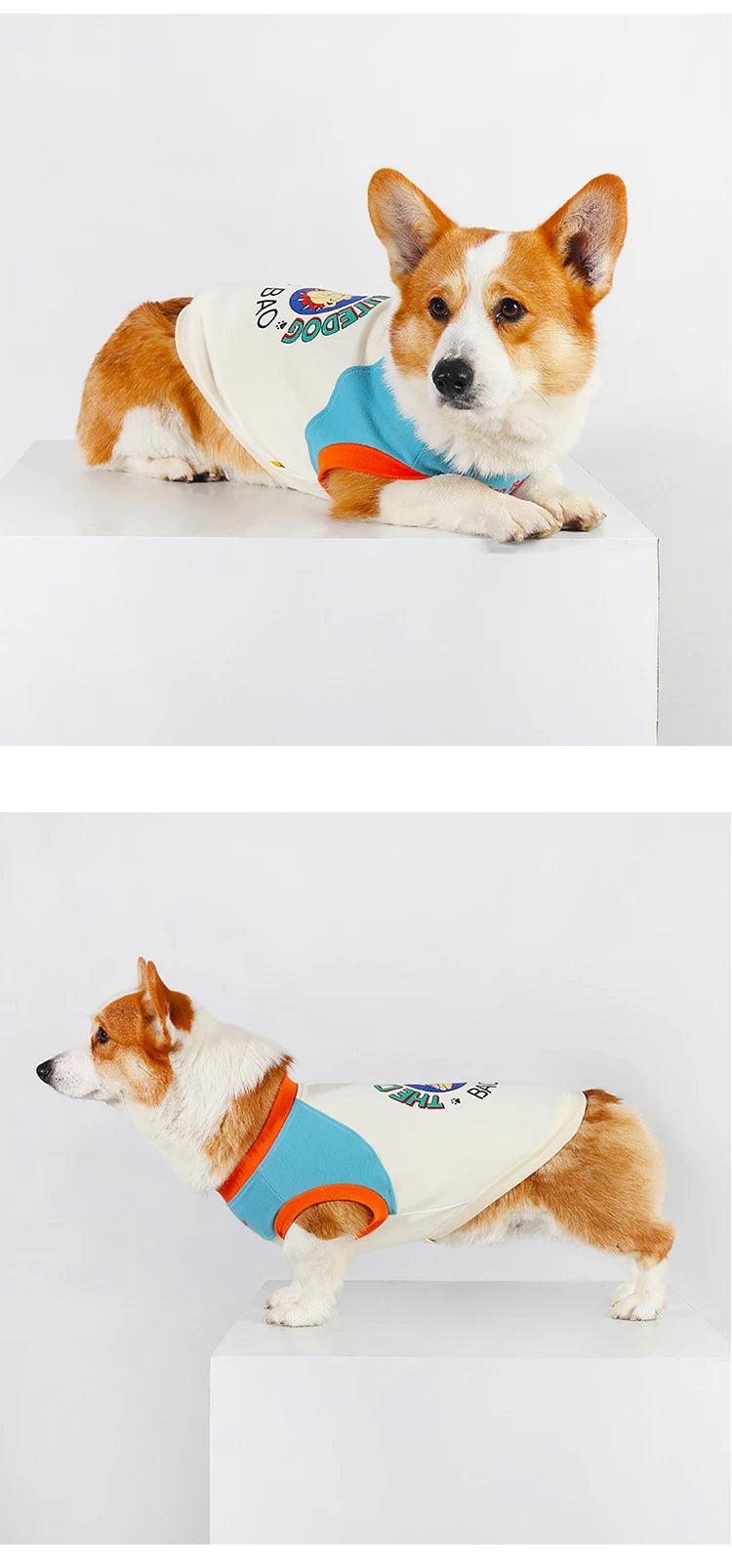 A small, fluffy dog wearing a light beige and blue Korean style vest shirt.