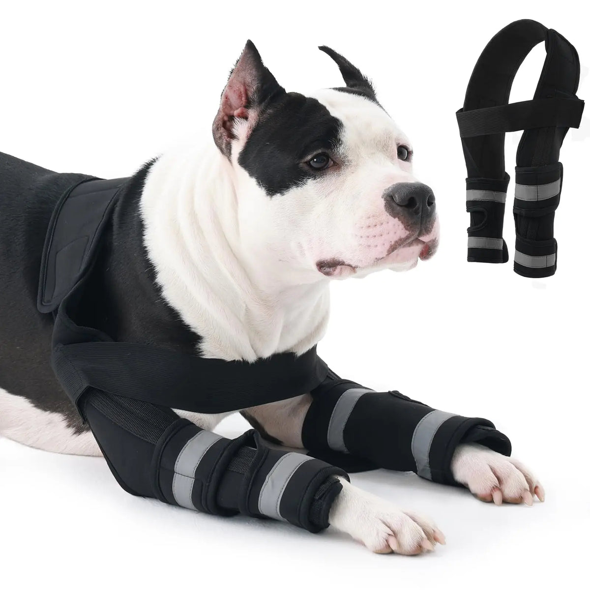 A white and black dog wearing an adjustable front leg brace with elbow support on its front legs.