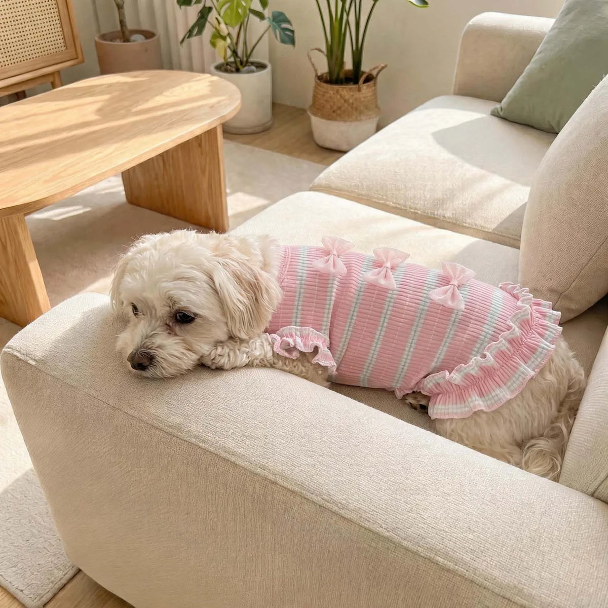 Striped Mesh Dog Outfit with Bow and Ruffles for Small to Medium Breeds