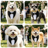 A collage of three fluffy white and gray dogs wearing black bow tie tuxedos in an outdoor party setting.