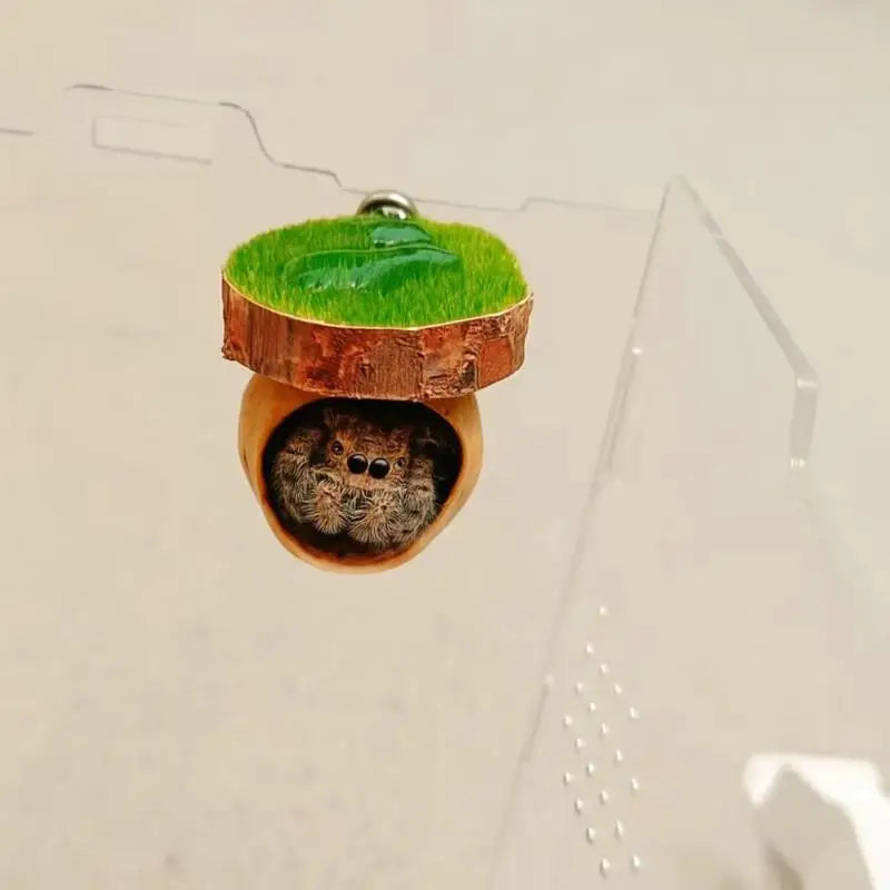 Magnetic Spider Hide Cave for Jumping Spider Enclosures