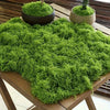 Natural Green Preserved Moss for DIY Crafts and Decor