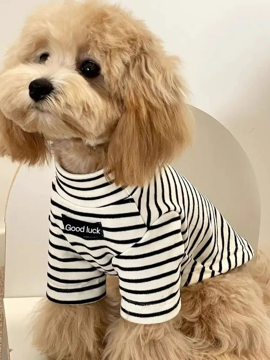 A light golden doodle dog wearing a black and white striped thermal sweater with the text Good luck.