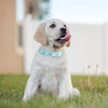 A light-colored Labrador puppy with a blue collar is smiling and panting outdoors.