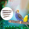 Un budgerigar azul posado en una rama de madera con varios perchas naturales visibles al fondo.