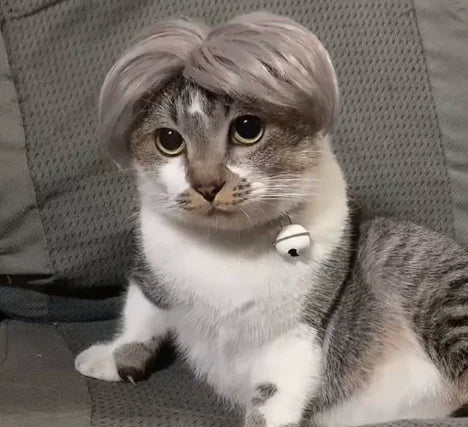 Pet Bob Wig – Funny Cat & Dog Costume Accessory