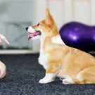 A small orange and white dog is shown looking to the side with its mouth open, next to a purple ball.
