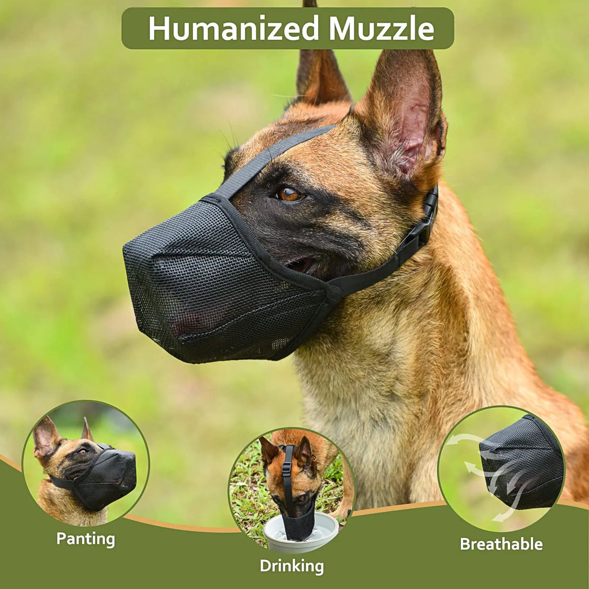 A brown dog wearing a black humanized muzzle, demonstrating panting and drinking features.