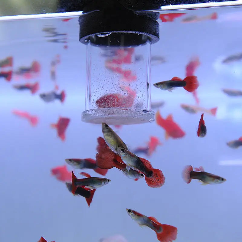 Clear Acrylic Aquarium Feeding Cup Ring Anti-drift Betta Fish Feeder