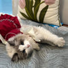 Elegant Cotton Pet Dress with Bow for Small Dogs and Cats