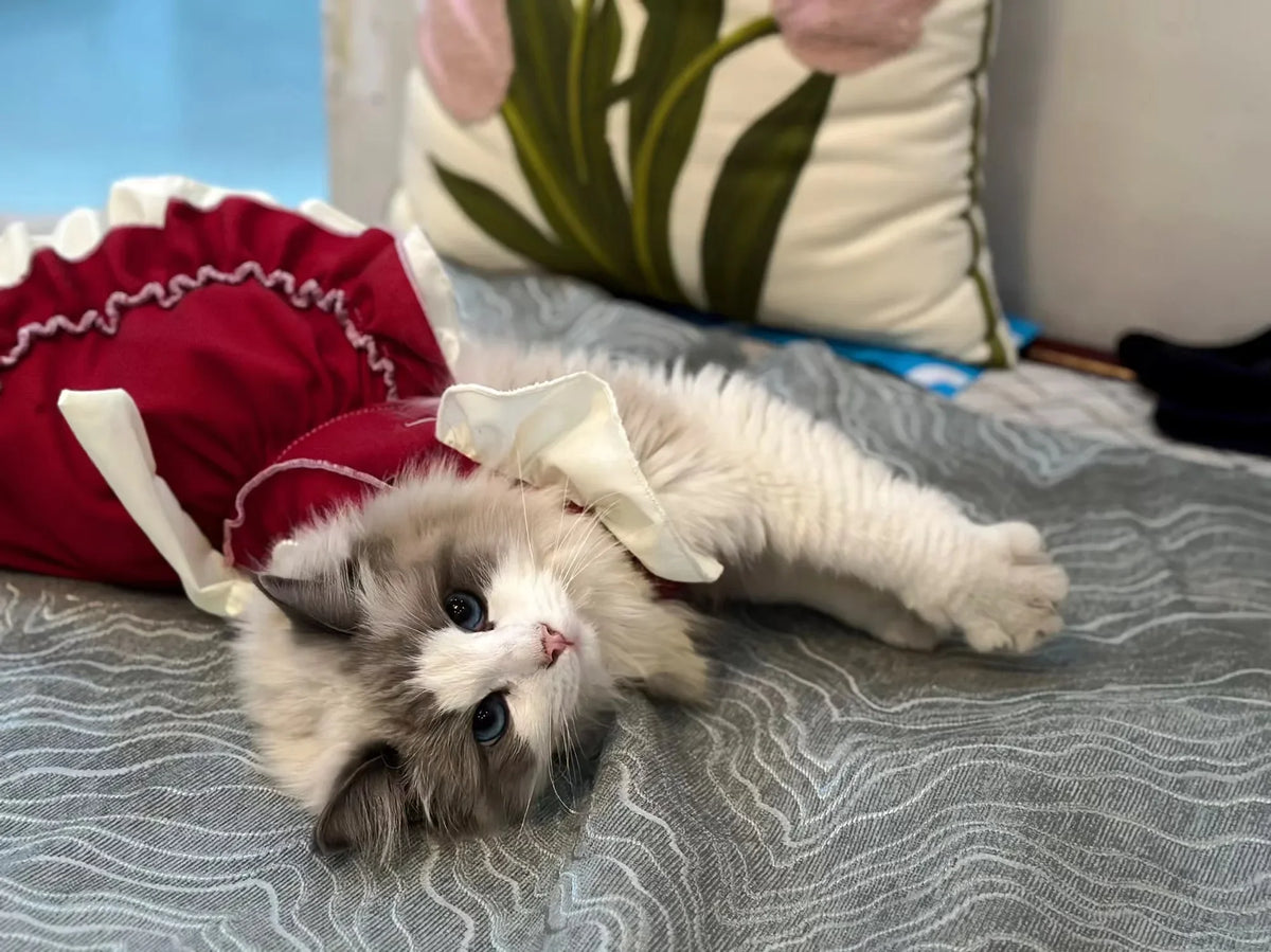Elegant Cotton Pet Dress with Bow for Small Dogs and Cats