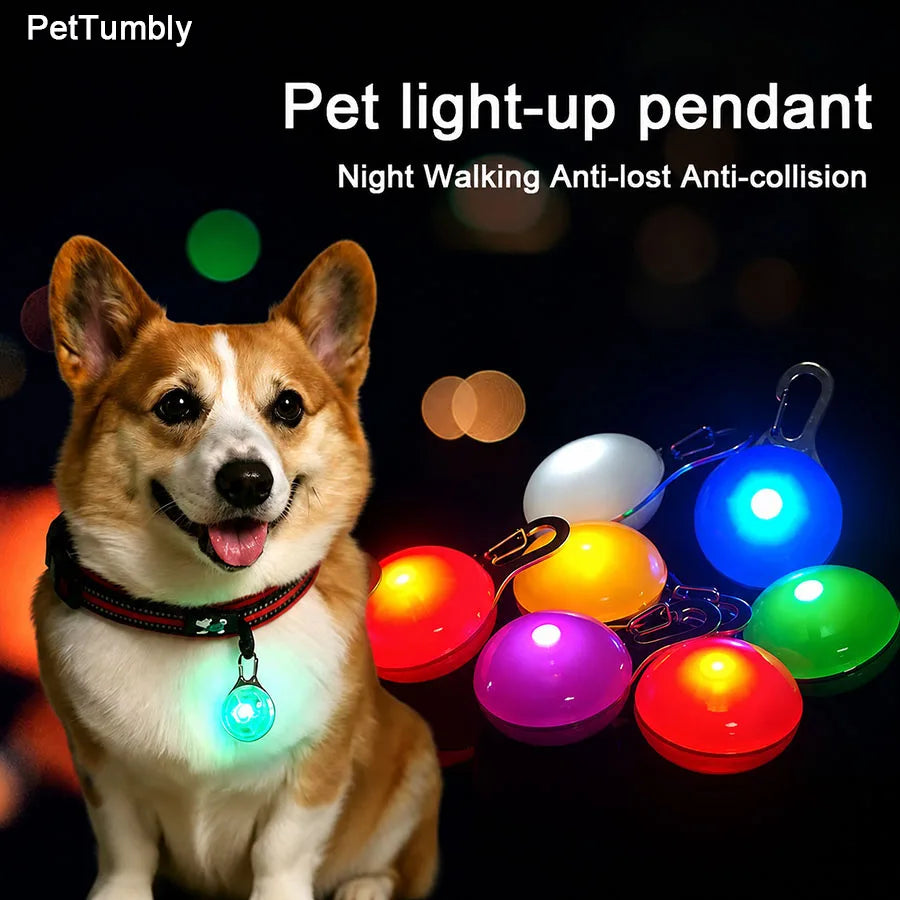 A dog wearing a light-up pendant collar, illuminating the night while walking.