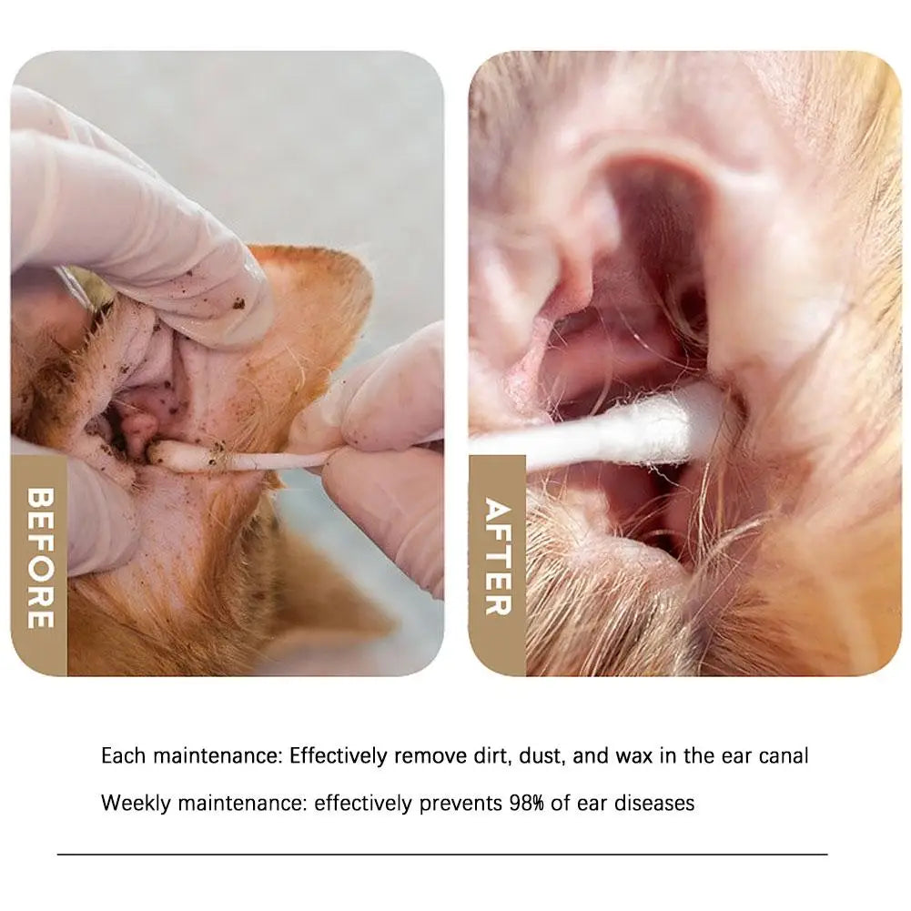 Before and after images showing pet ear cleaning with cotton swabs for maintenance