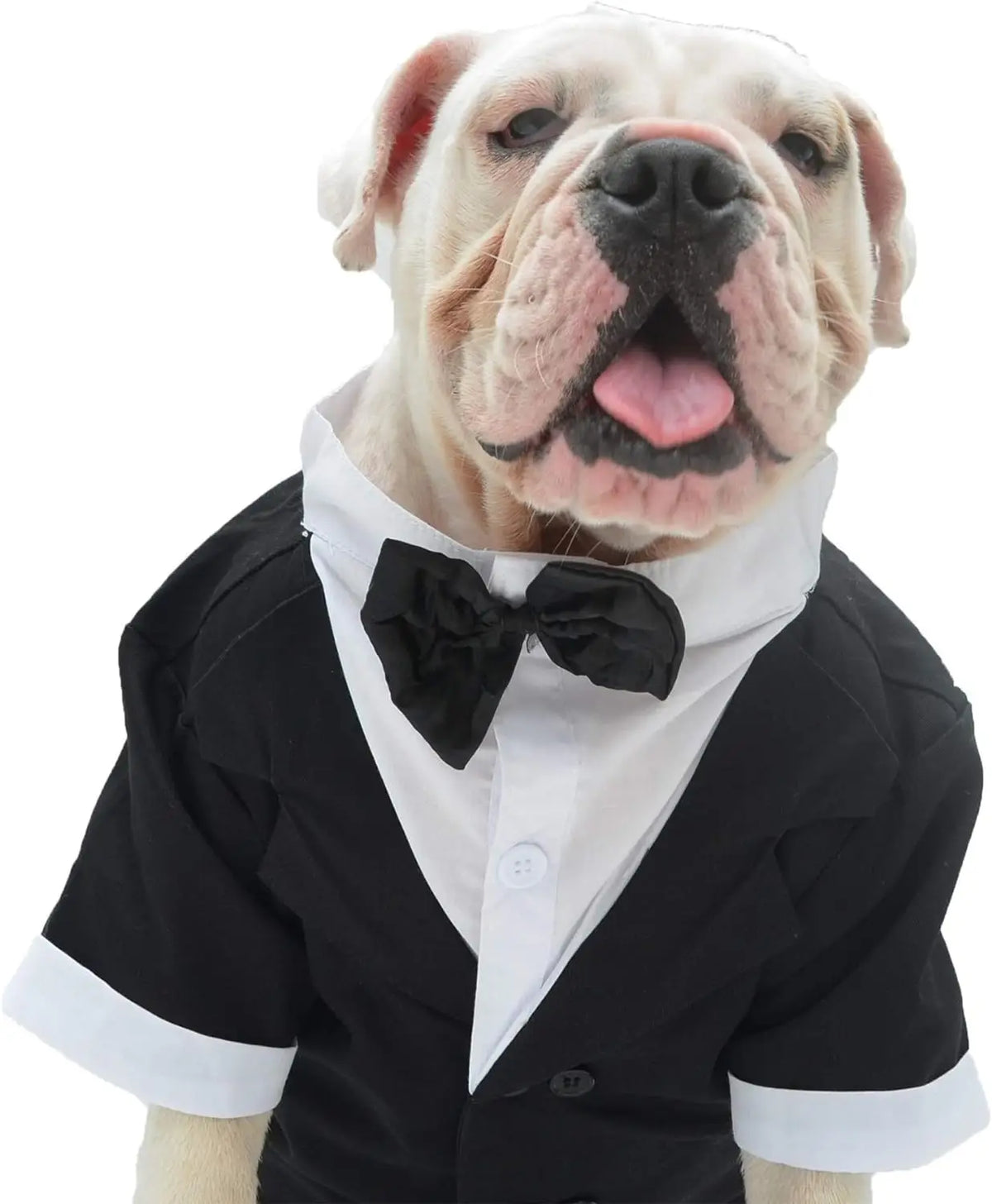 A light-colored dog wearing a black tuxedo shirt and bow tie.