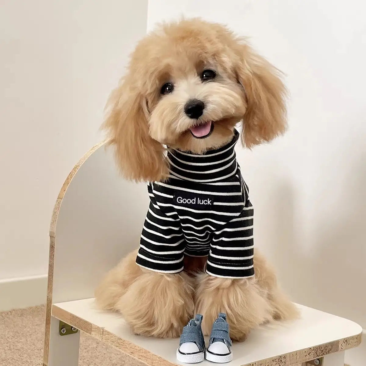 A light golden doodle dog wearing a black and white striped thermal sweater.
