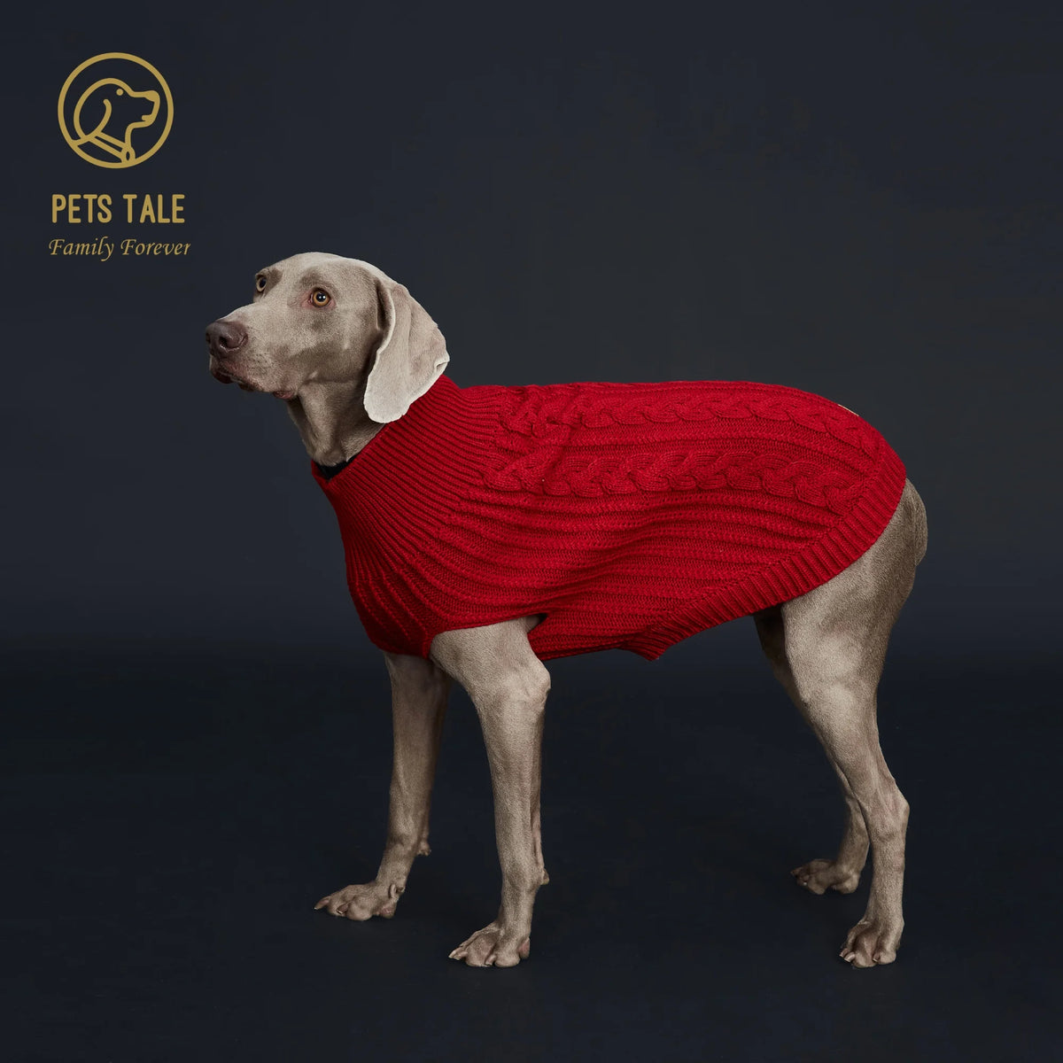 A light-colored dog is wearing a bright red, cozy knitted sweater.