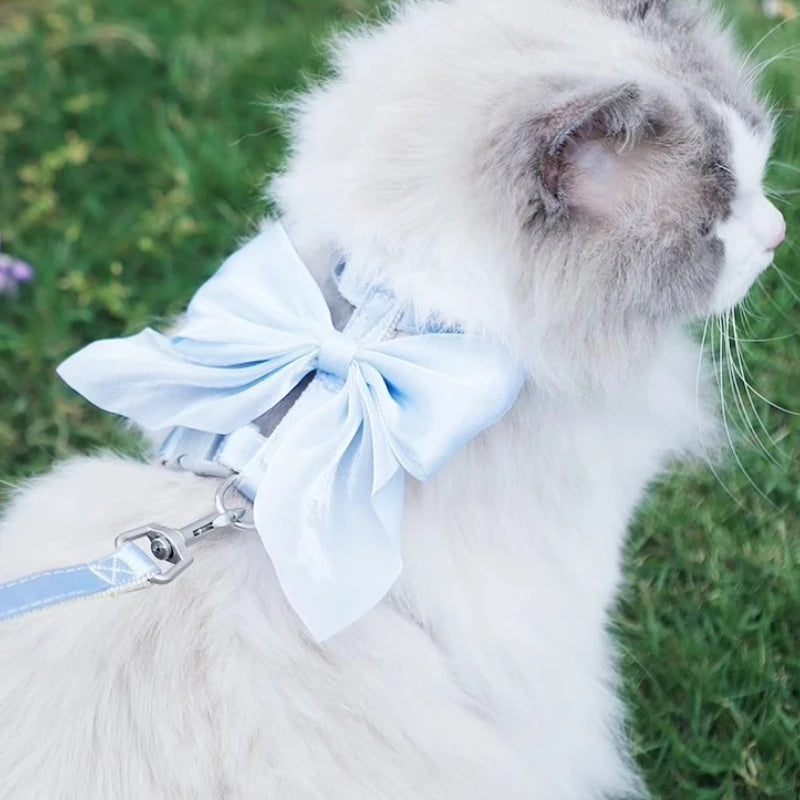 A white and gray cat wearing a light blue bowknot harness and leash outdoors.