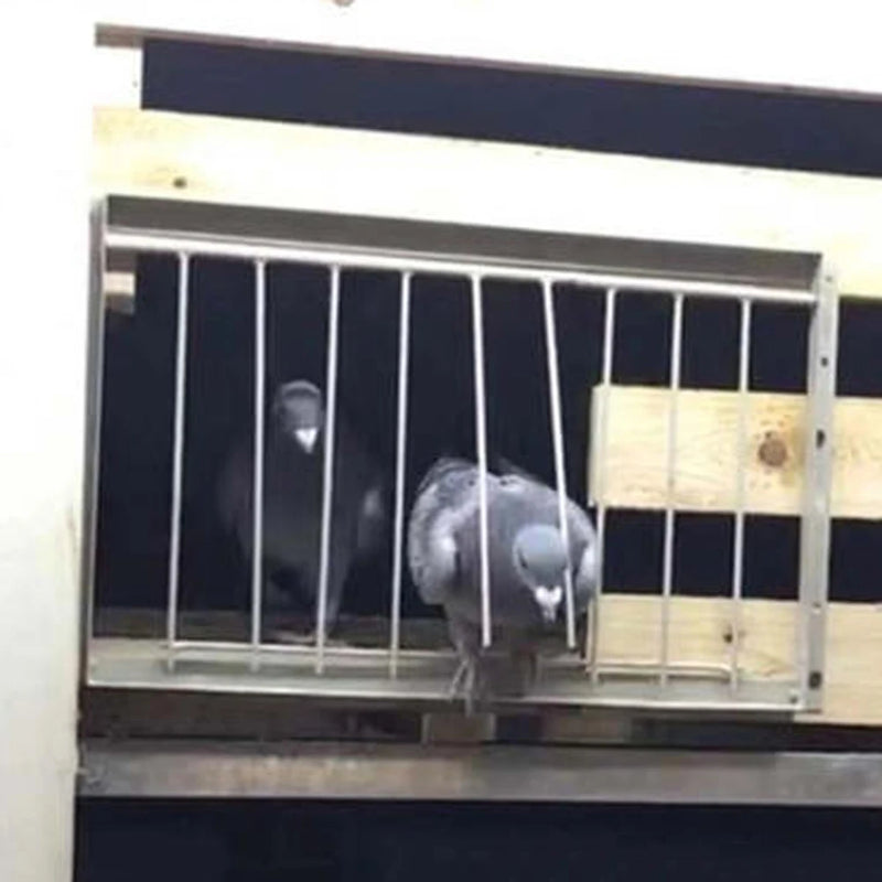 باب فخ للحمام من الفولاذ المقاوم للصدأ - إطار سلكي