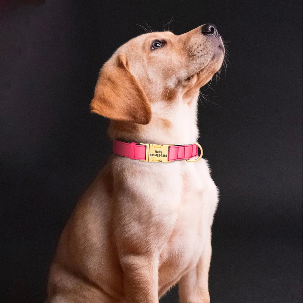 A light tan dog wearing a pink padded collar with custom ID engraving.