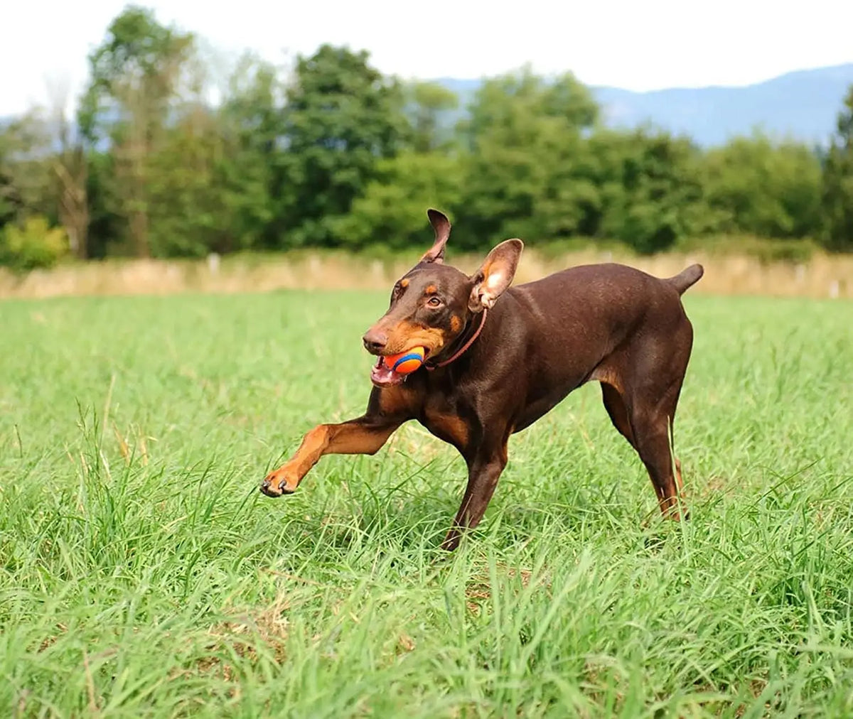 A brown dog running across a green field with an orange and blue ball in its mouth.