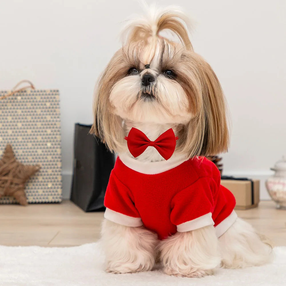 Un perro Shih Tzu de color beige claro vistiendo una pajarita roja y un suéter rojo, sentado sobre una alfombra blanca.