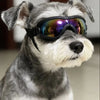 A gray and white dog wearing black UV protection sunglasses with mirrored lenses.