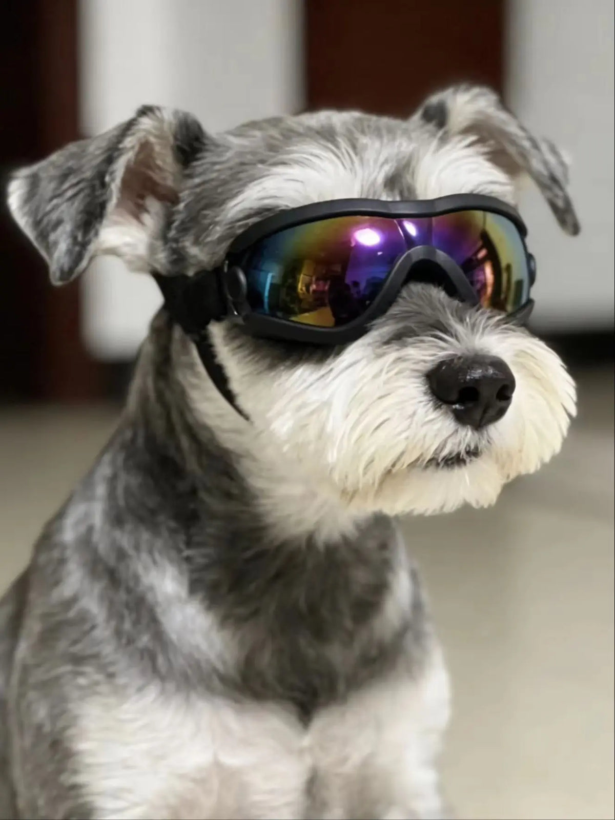 A gray and white dog wearing black UV protection sunglasses with mirrored lenses.
