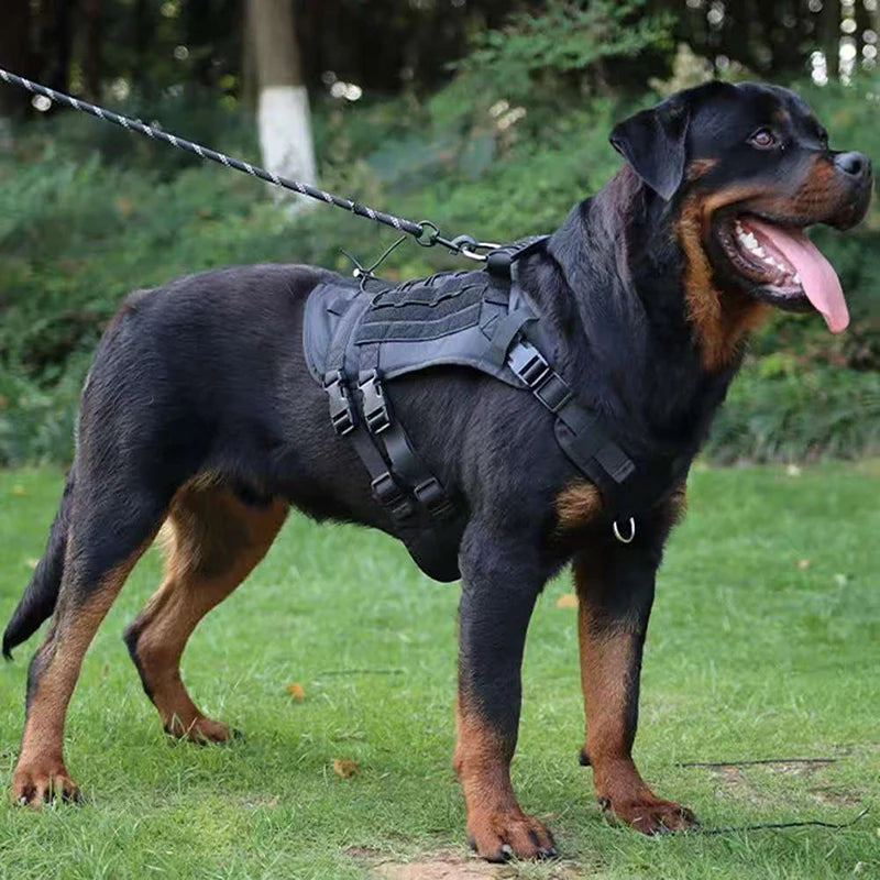 A black and tan Labrador dog wearing a heavy-duty dog harness and leash, standing in a grassy outdoor setting.
