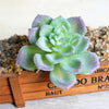 A pale green succulent plant with purple tips displayed on a wooden box.
