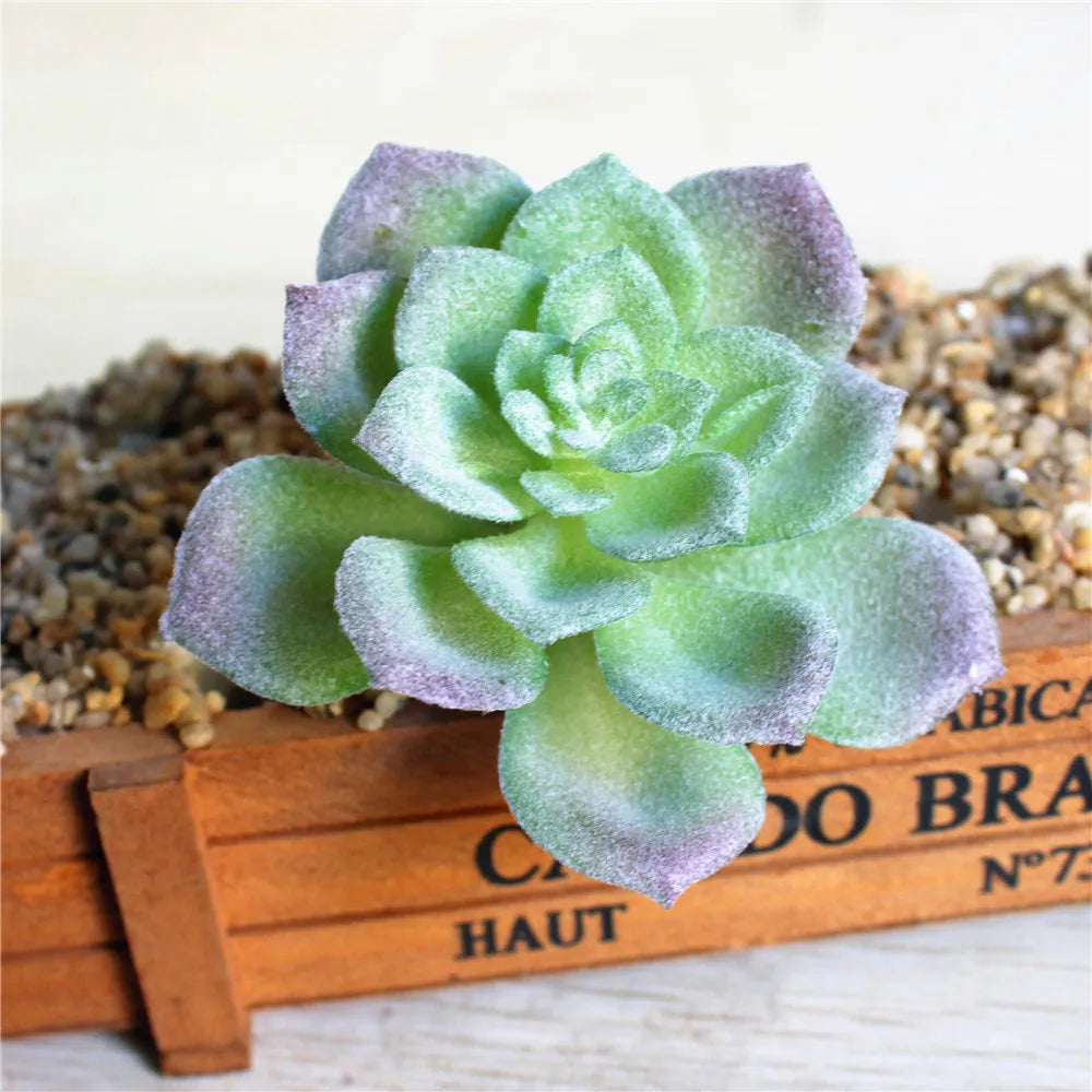 A pale green succulent plant with purple tips displayed on a wooden box.