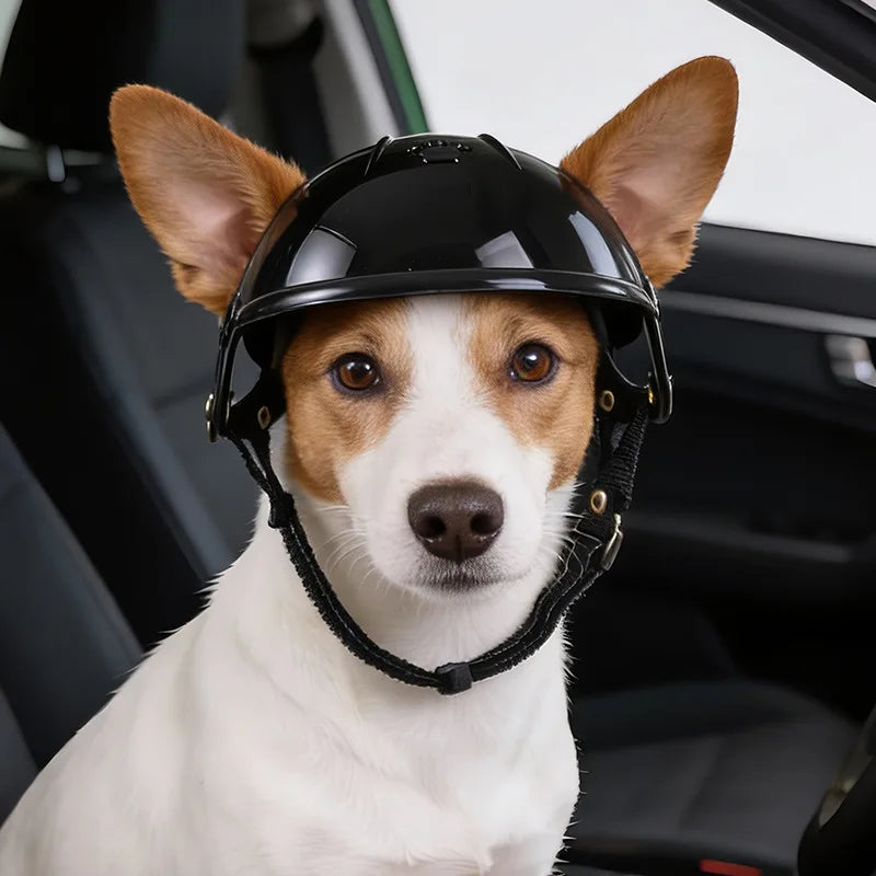 Ein Hund mit einem schwarzen Tier-Sicherheitshelm schaut direkt in die Kamera im Auto.
