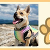 Cooling Dog Vest with Breathable Mesh