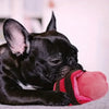 Cartoon Slipper Plush Squeaky Dog Chew Toy